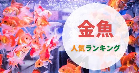 夜市金魚品種|【人気順】金魚の種類一覧｜画像と特徴をご紹介